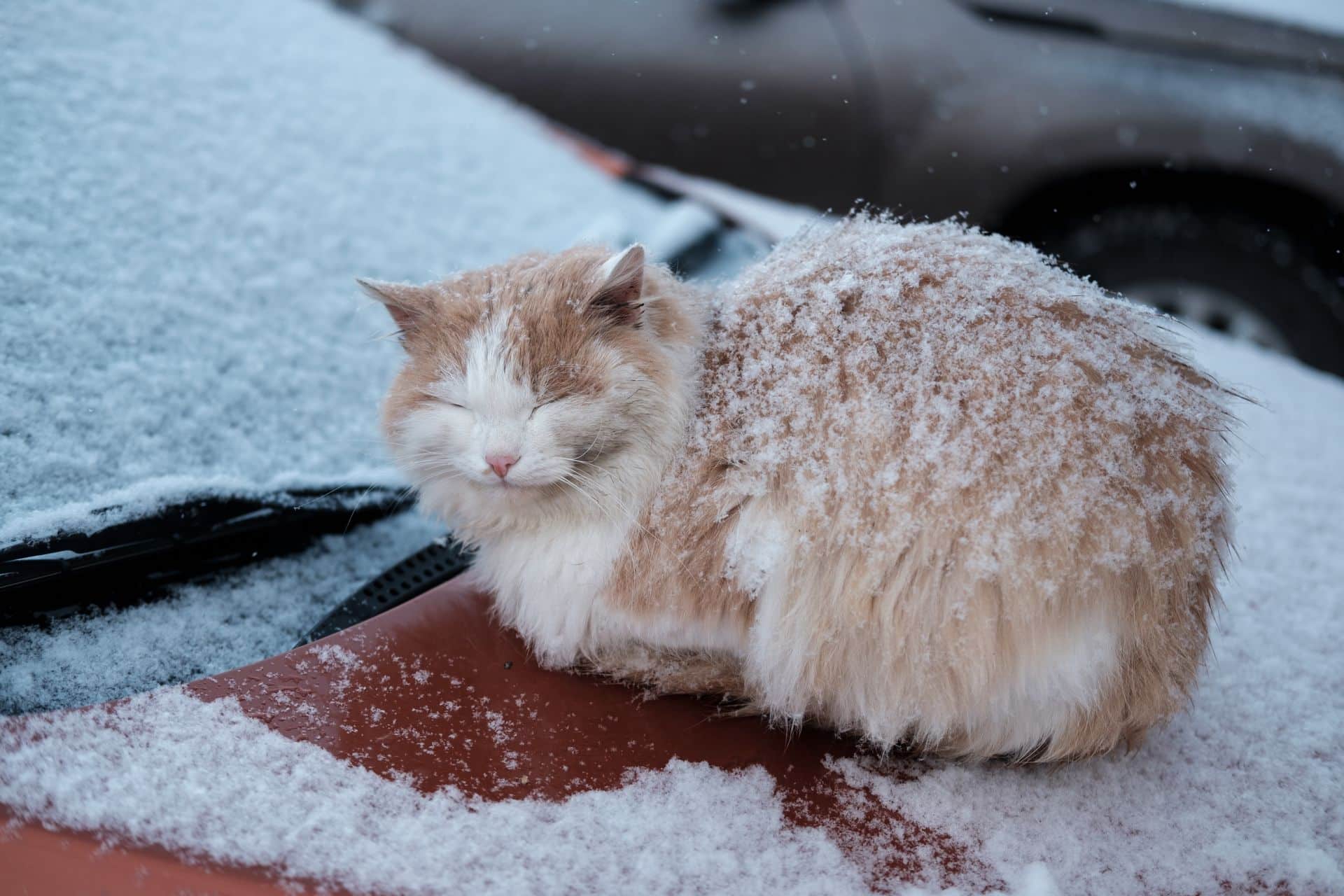 Comment Construire Un Abri Pour Chat D Hiver