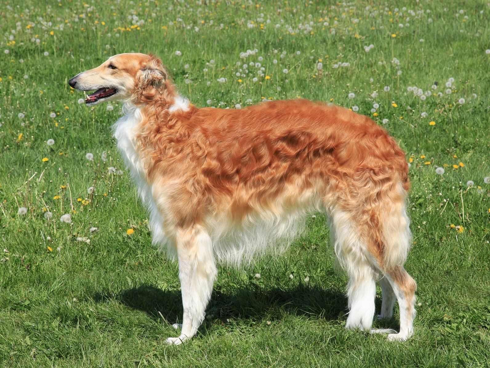 Caractère, élevage Et Soins Du Barzoï - Description De La Race | Chien