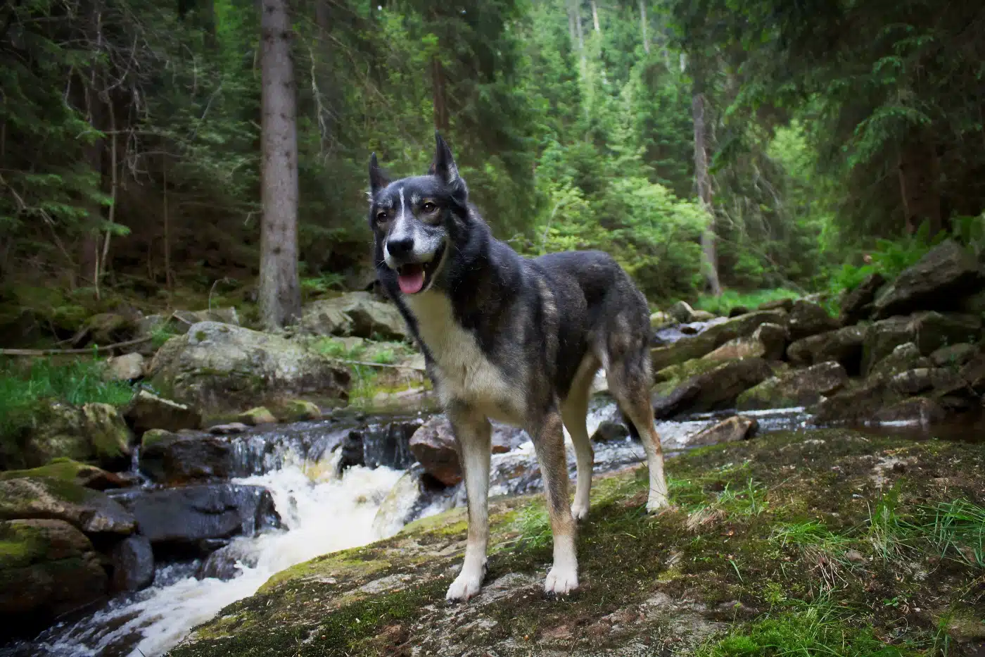 alaskan husky neben bach