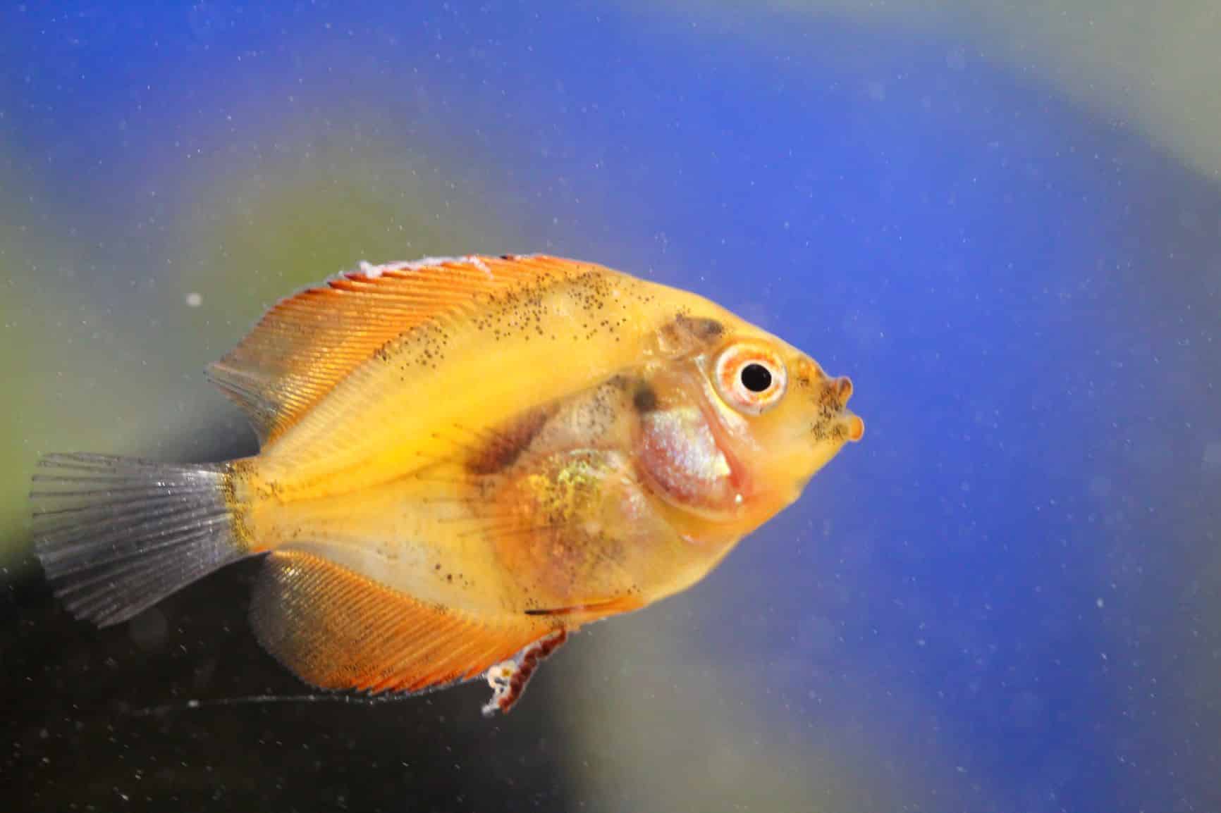Pourriture Des Nageoires Chez Les Poissons Symptômes Et Traitement — free download