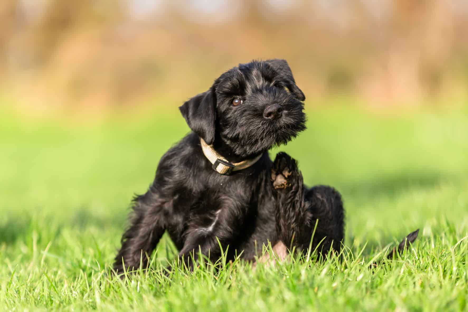 Champignon De La Peau Chez Les Chiens Symptômes Et Traitement Pet Yolo
