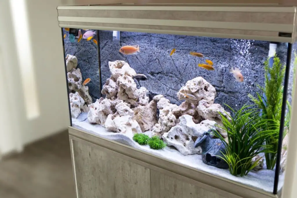Aquarium zu Hause