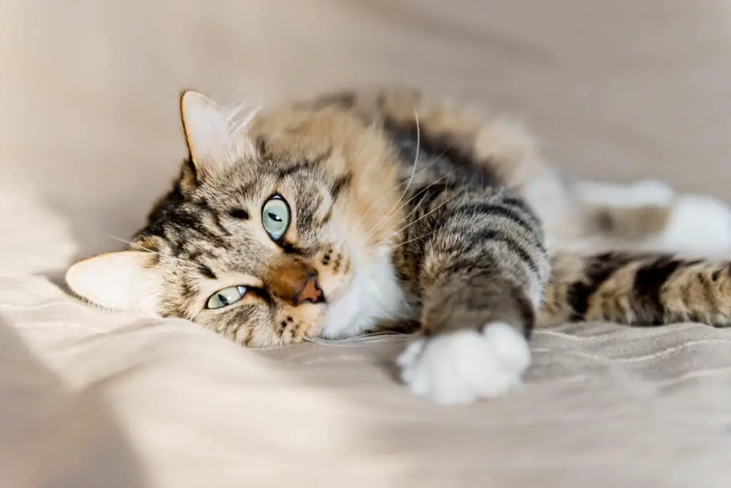 Bauchspeicheldrusenentzundung bei Katzen