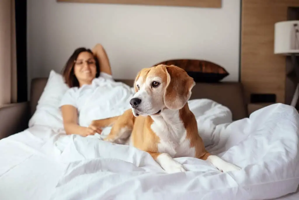 Beagle Hund im Bett