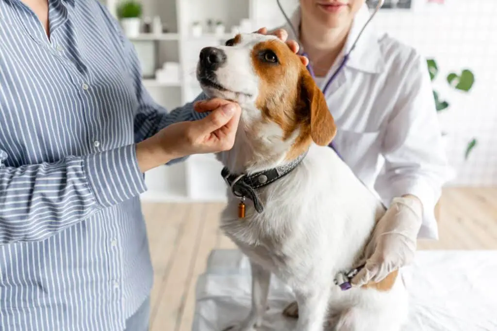 Blasenentzuendung beim Hund Untersuchung Tierarzt