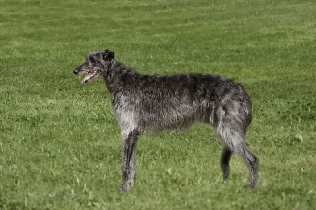 Deerhound im grass
