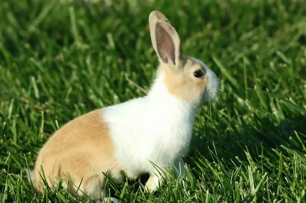 Ein Hollaender Kaninchen auf einer Wiese