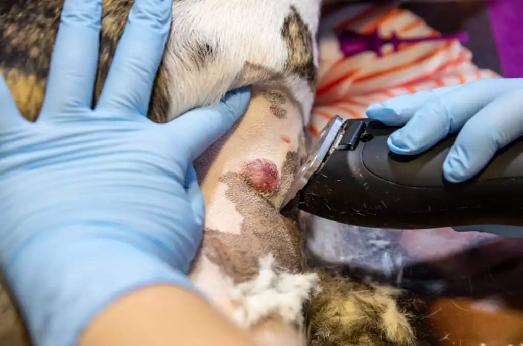 Hautkrebs bei Hund Scherung vor Operation