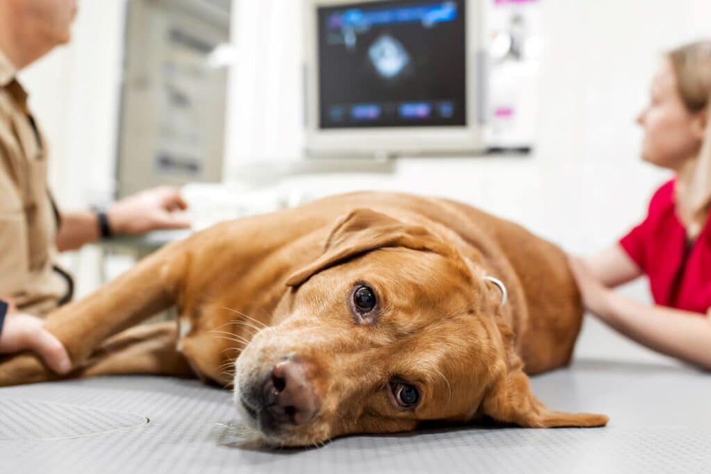 Hundekrankenveersicherung Behandlung Hund