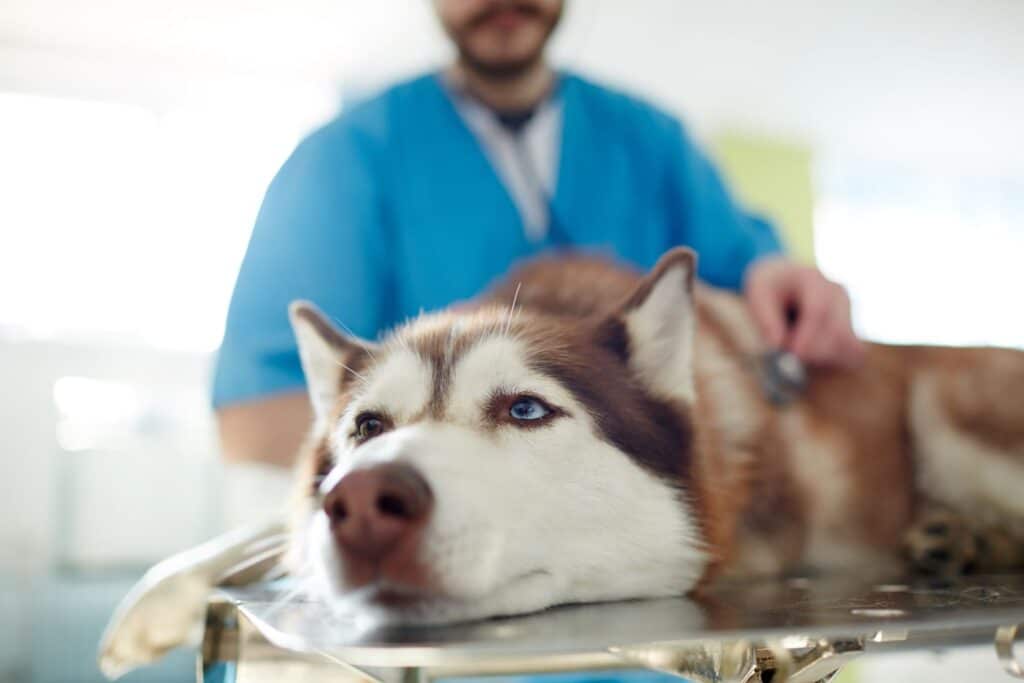 Husky Hund erbricht Tierarzt