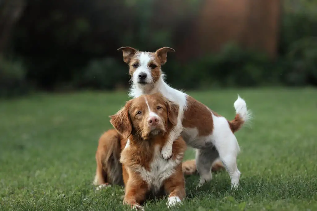 Jack Russell Terrier und Nova Scotia Duck Tolling Retriever im grass