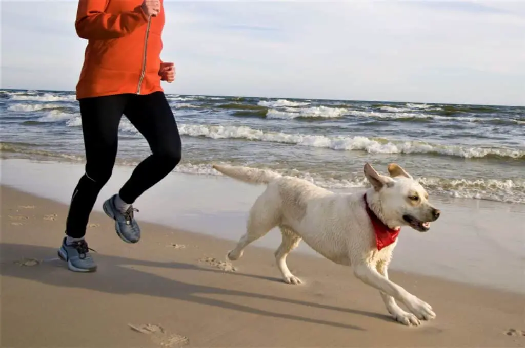 Joggen mit Hund Strand