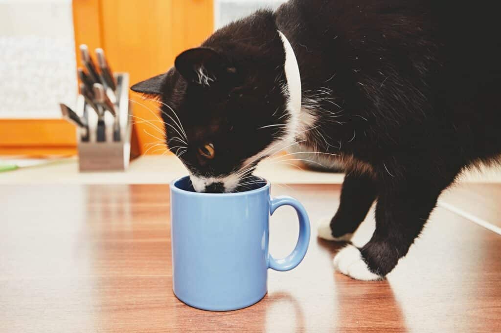 Katze Milch trinken