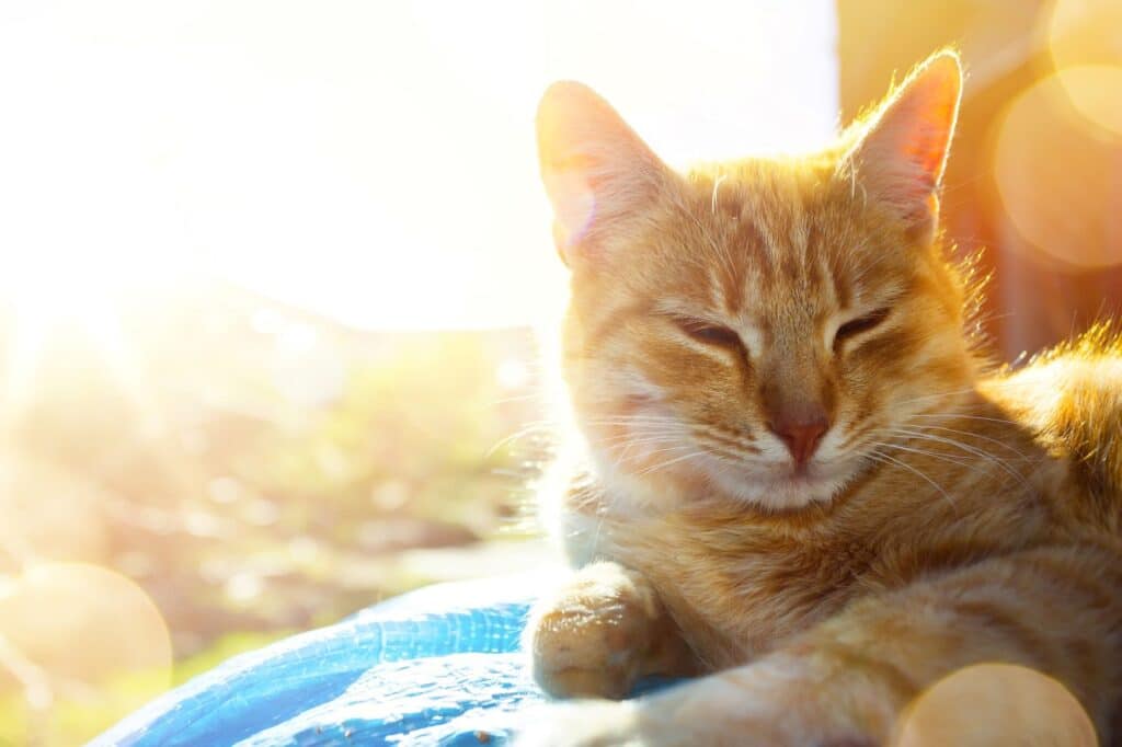 Katze liegt in der Sonne