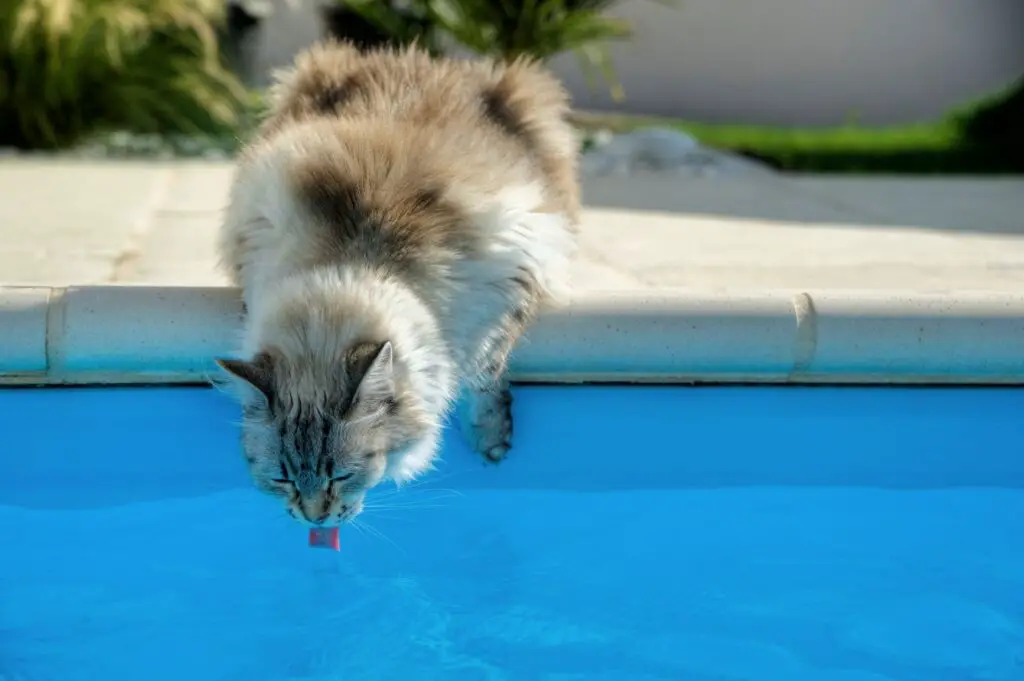 Katze trink aus Pool