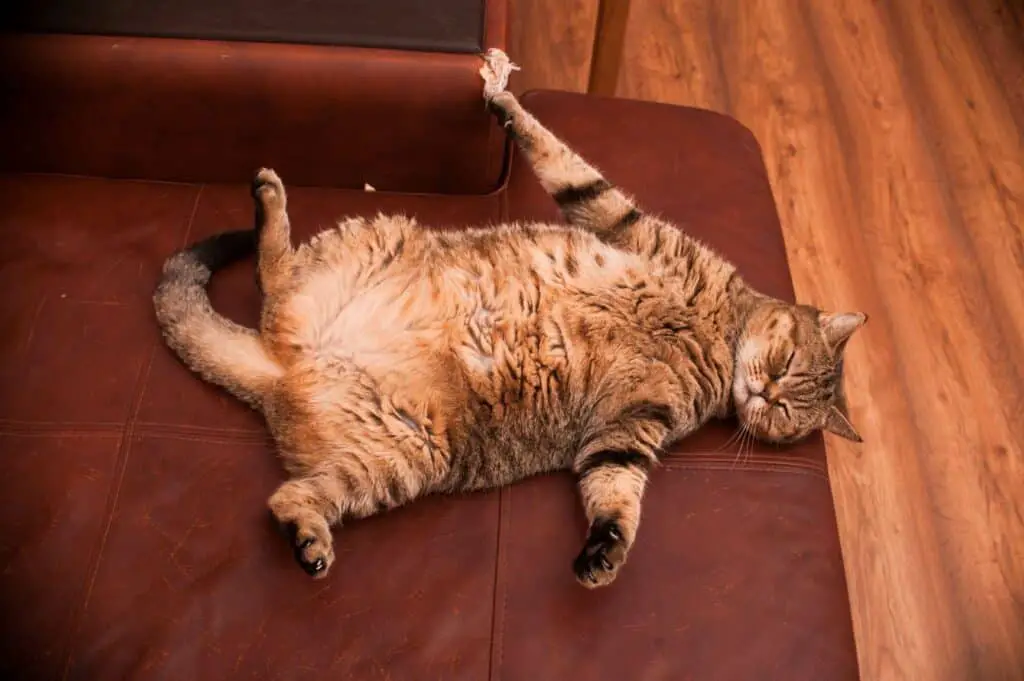 Katze zu dick Sofa