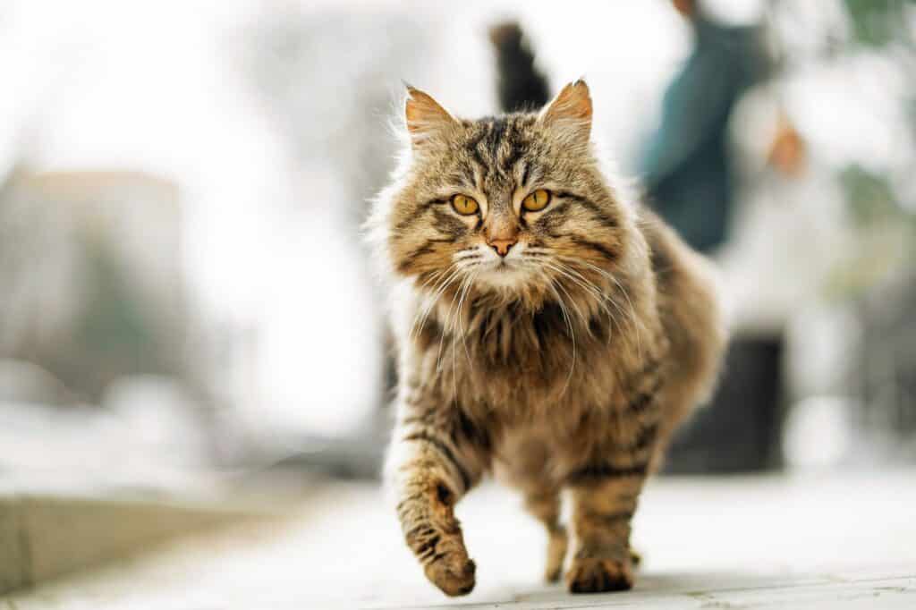 Laufende Katze mit Ataxie