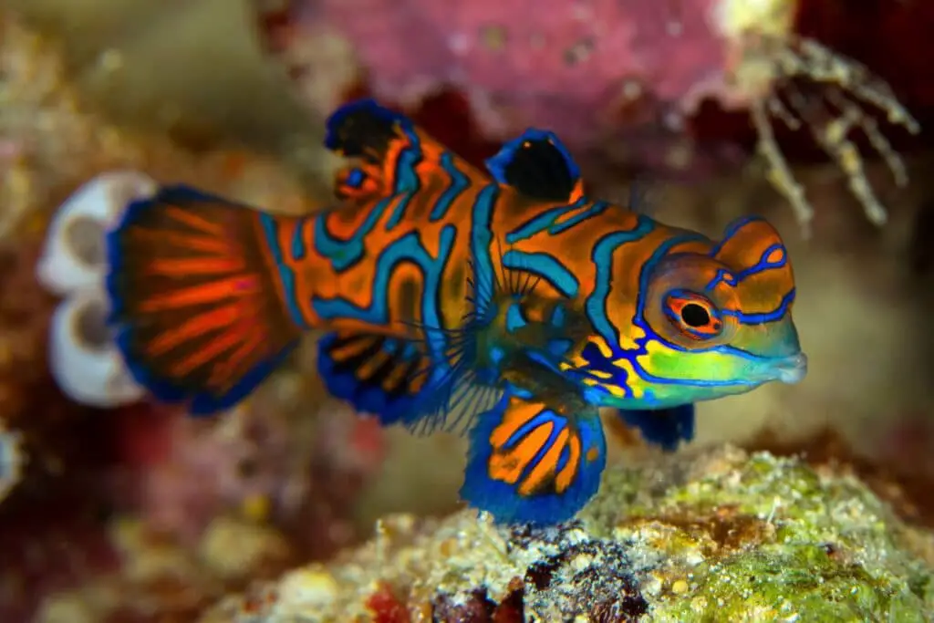 Mandarinfisch meerwasseraquarium