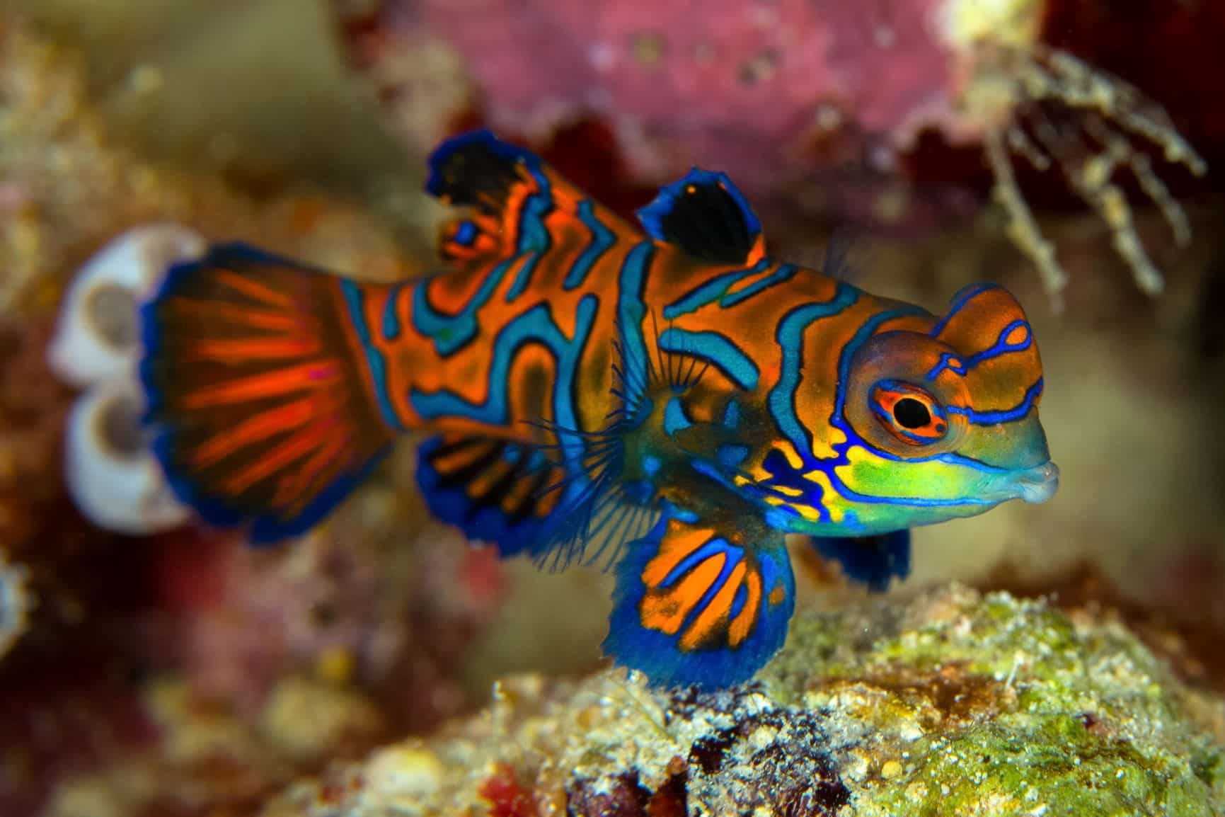 poisson-mandarin-synchiropus-splendilus-attitude-dans-l-aquarium