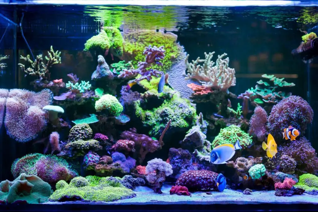 Meerwasseraquarium Einrichtung Fische