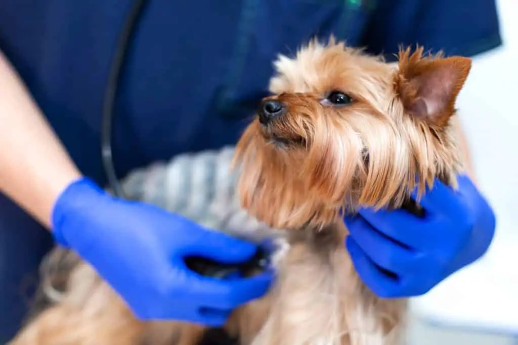 Trachealkollaps beim Hund Untersuchung beim Tierarzt