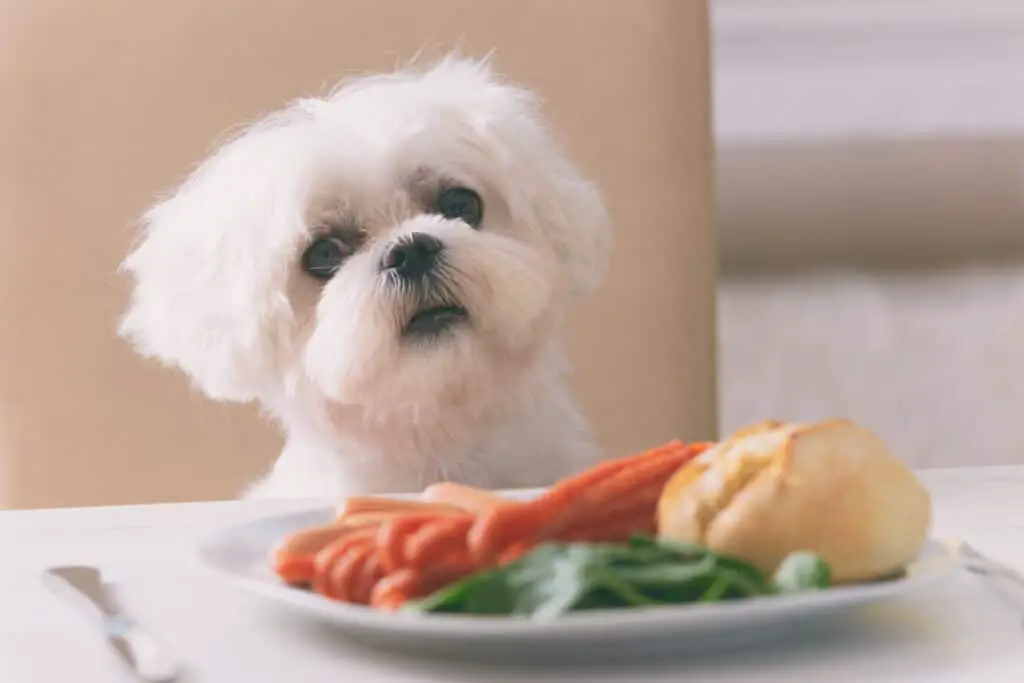 Welche menschlichen Nahrungsmittel sind schlecht fur den Hund