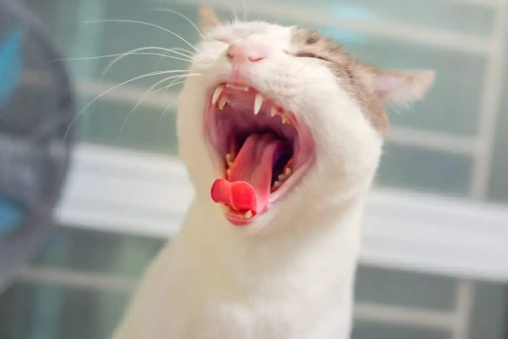 Zahnfleischentzundung bei der Katze