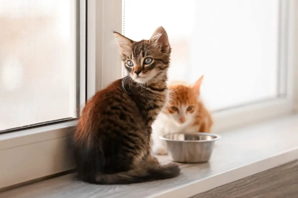 ab wann geben katzchen kittenfutter