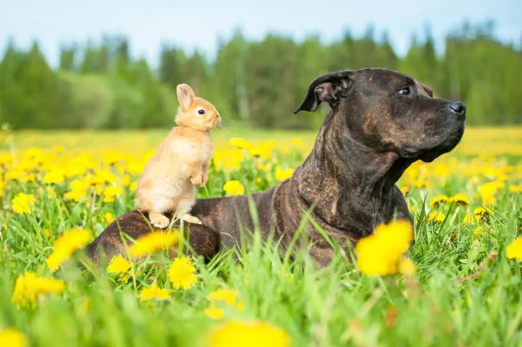 american staffordshire terrier mit kaninchen im grass