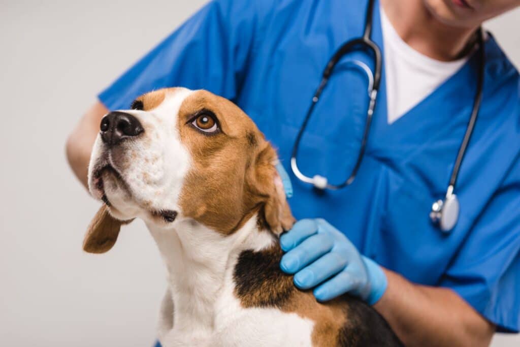 beagle mit gelenkschmerzen beim tierarzt 2