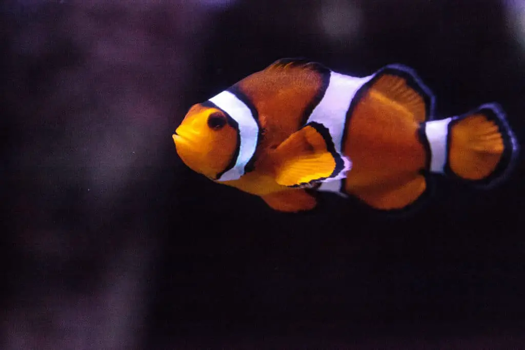 clownfisch anemonenfisch