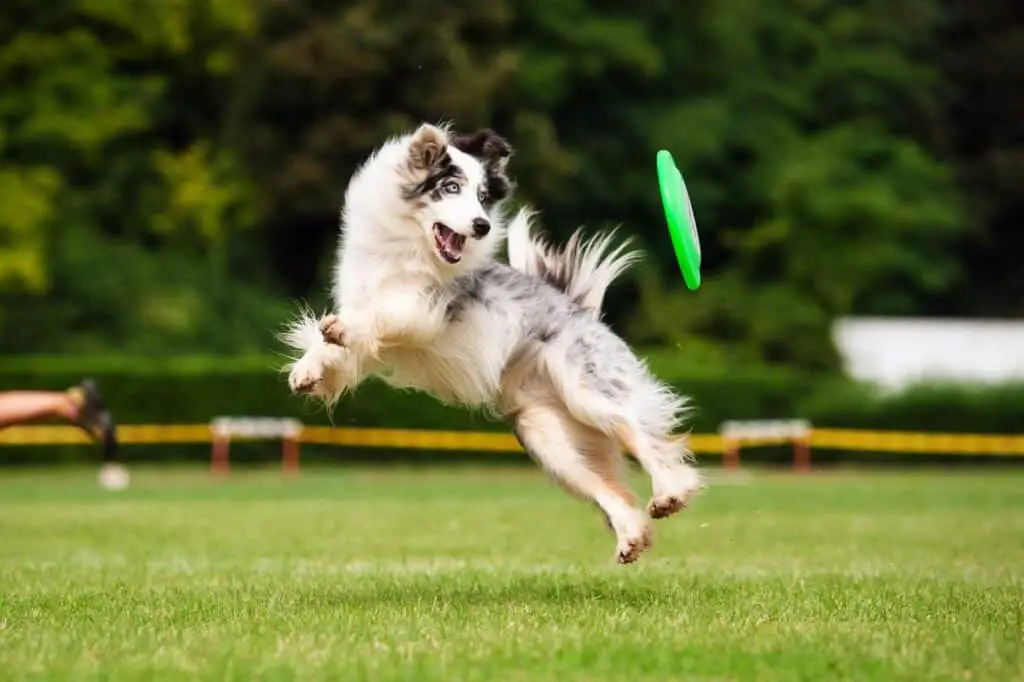 dog frisbee border collie