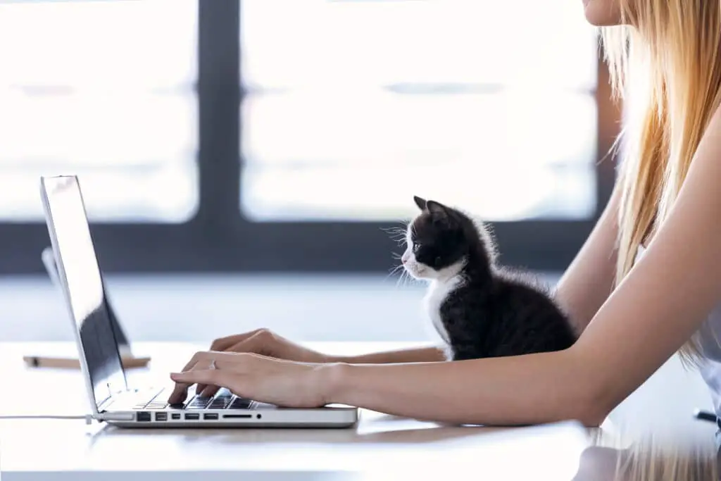 frau arbeitet mit laptop und kitten