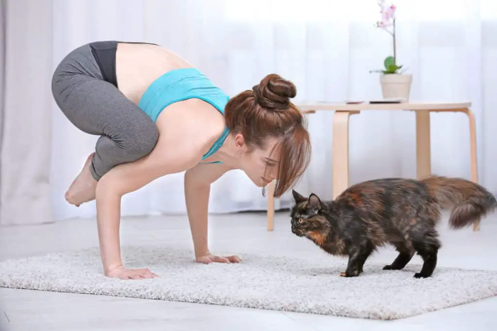 frau macht cat yoga mit katze