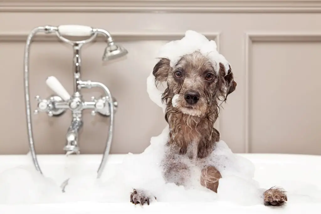 hund baden badewanne