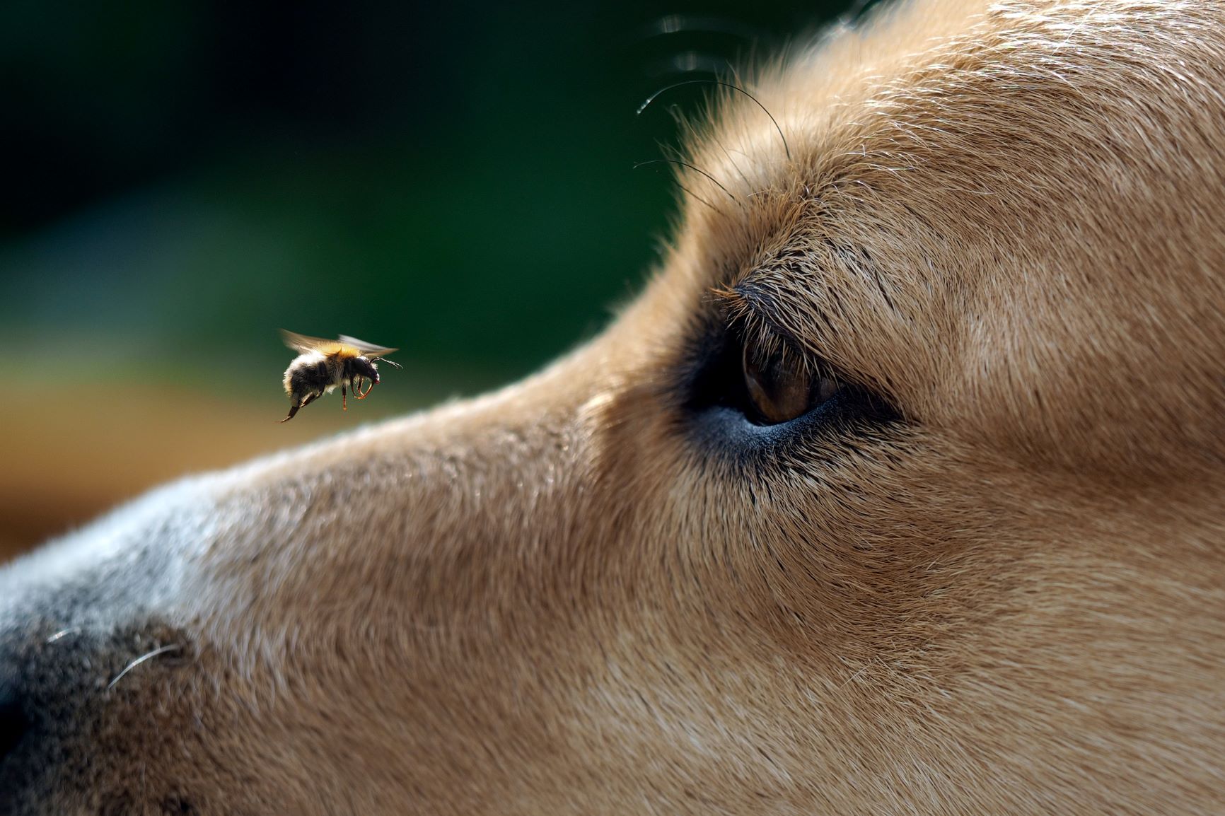 Piqûre D'abeille Chez Le Chien Que Faire ? Revue Pet Yolo