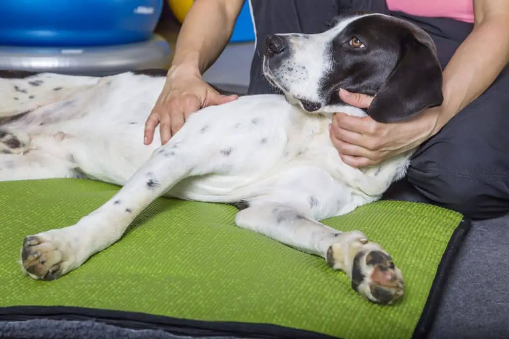 hund massage physiotherapie