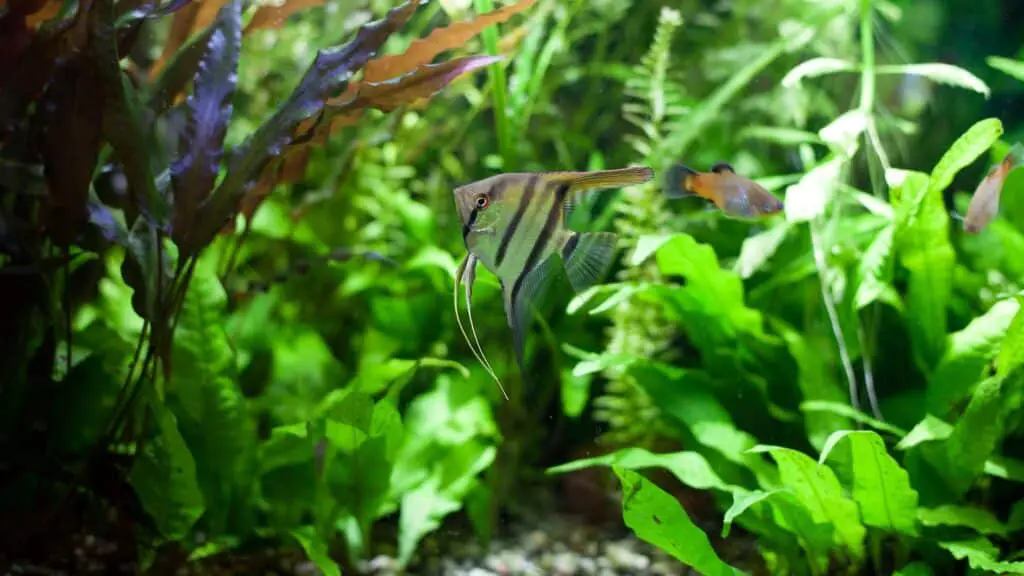 javafarn aquarium bepflanzt