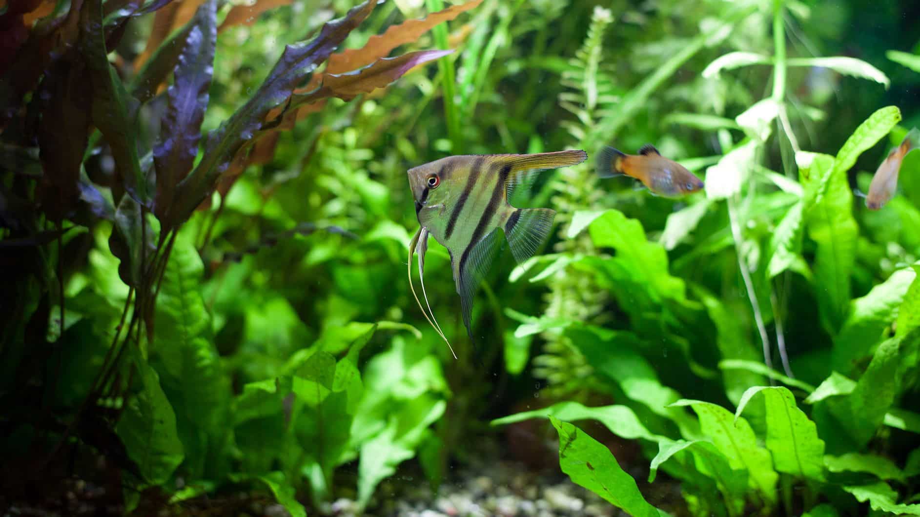 Fougère De Java (Microsorum Pteropus) : Plante Débutante Pour L ...