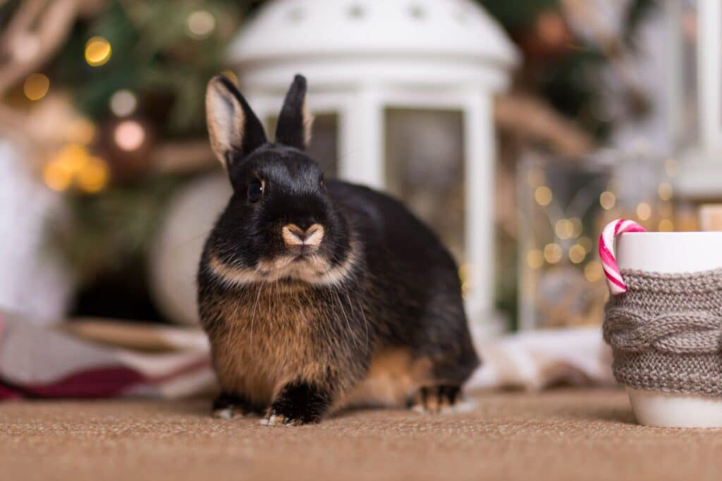 kaninchen weihnachtsdekoration