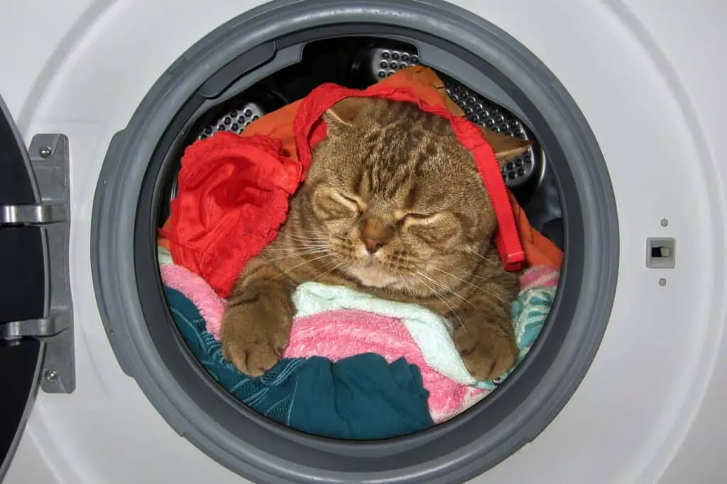 katze waschmaschine