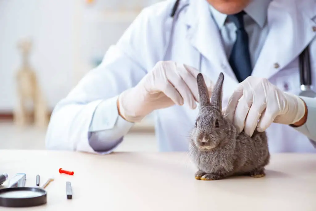 kokzidien beim kaninchen tierarzt