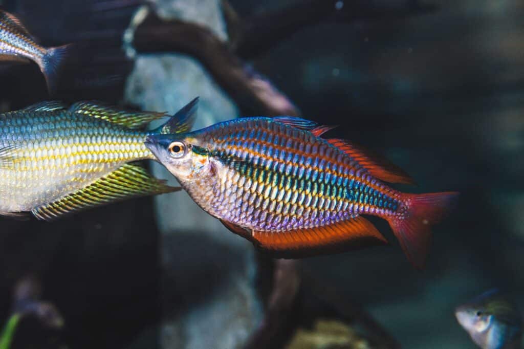 regenbogenfische im aquarium