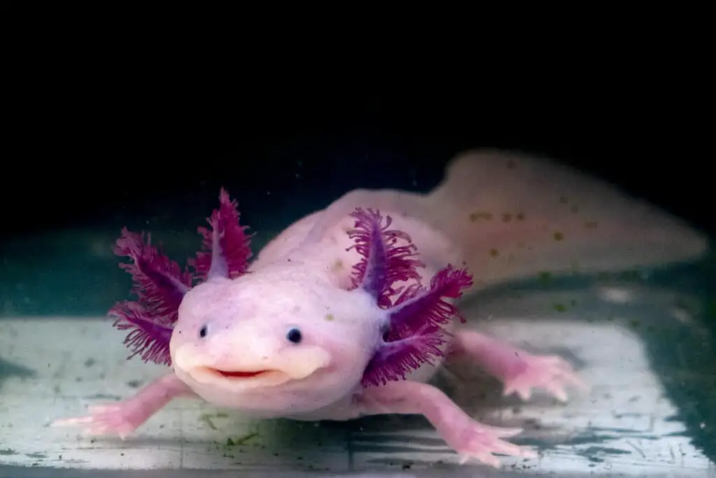 rosarot axolotl