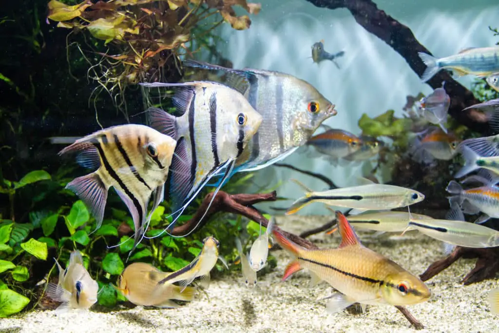 suswasserfische im aquarium