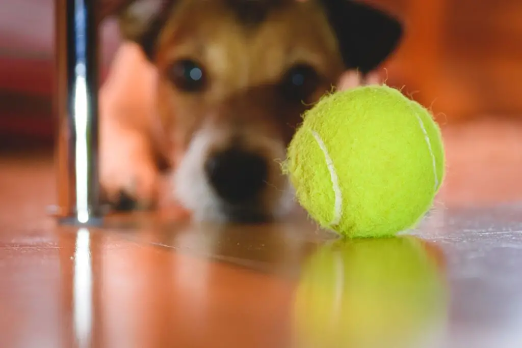 tennisball gefahrlich fur hunde