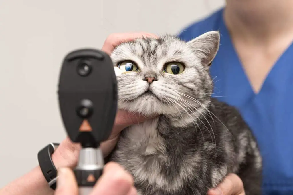 tierarzt untersucht katze