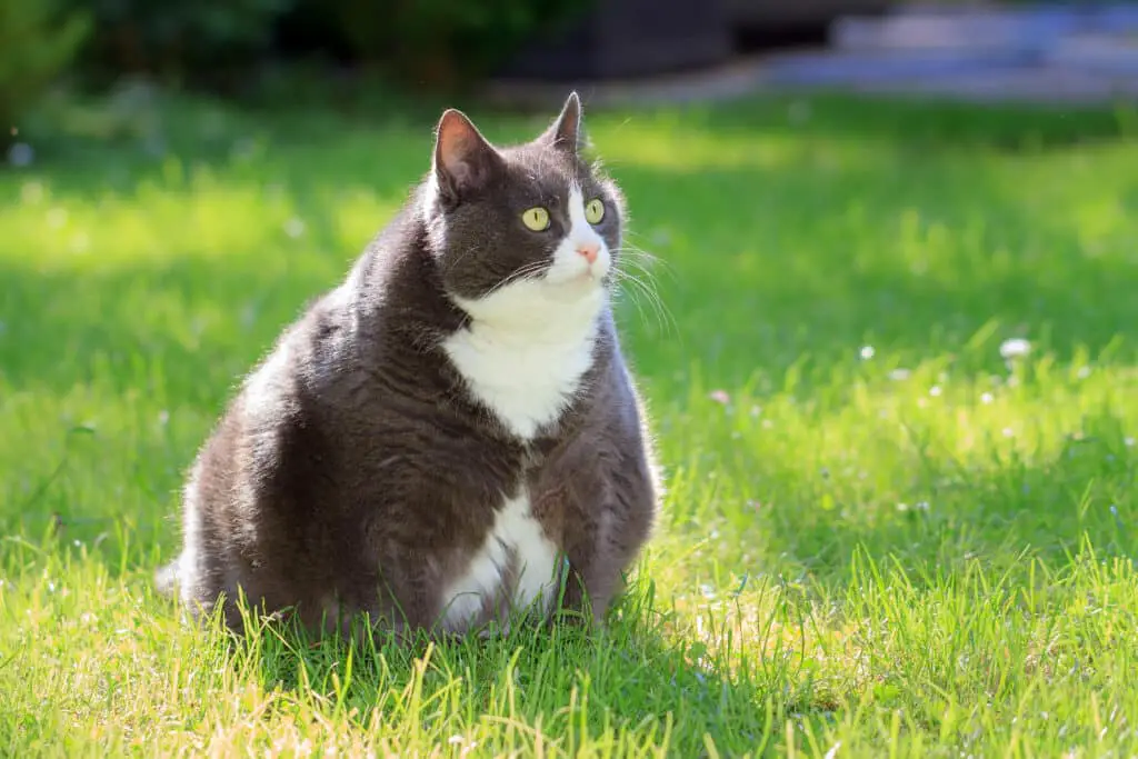 ubergewichtige Katze im Gras