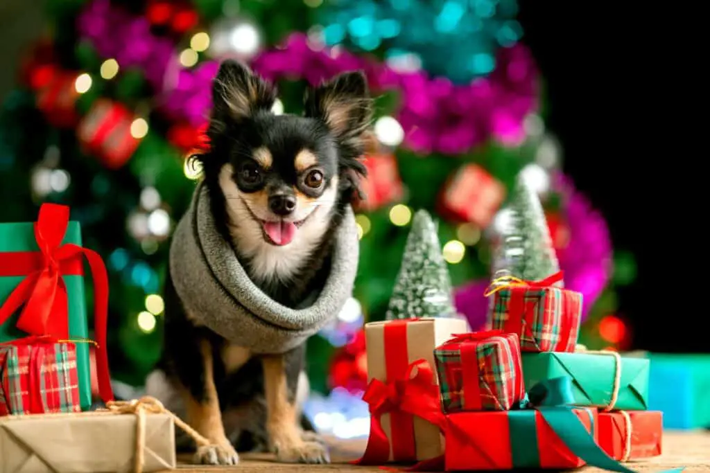 weihnachtsgeschenke fuer hunde