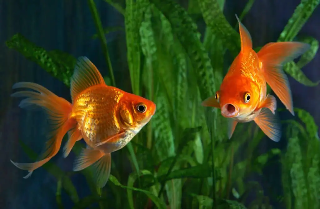 zwei goldfische